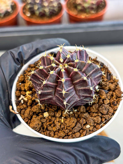 Gymnocalycium Neon (gy14) (p2) | Variegated cactus