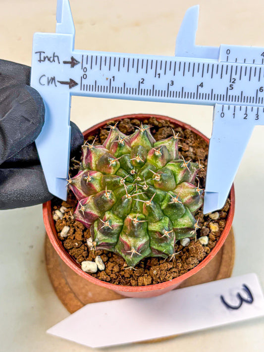 Gymnocalycium Neon (gy14) (p3) | Variegated cactus