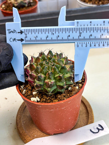 Gymnocalycium Neon (gy14) (p3) | Variegated cactus