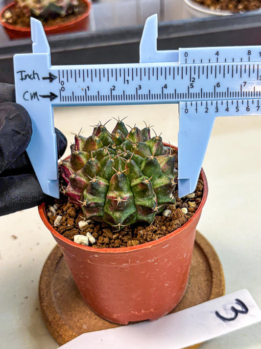 Gymnocalycium Neon (gy14) (p3) | Variegated cactus