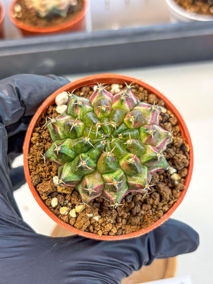 Gymnocalycium Neon (gy14) (p3) | Variegated cactus