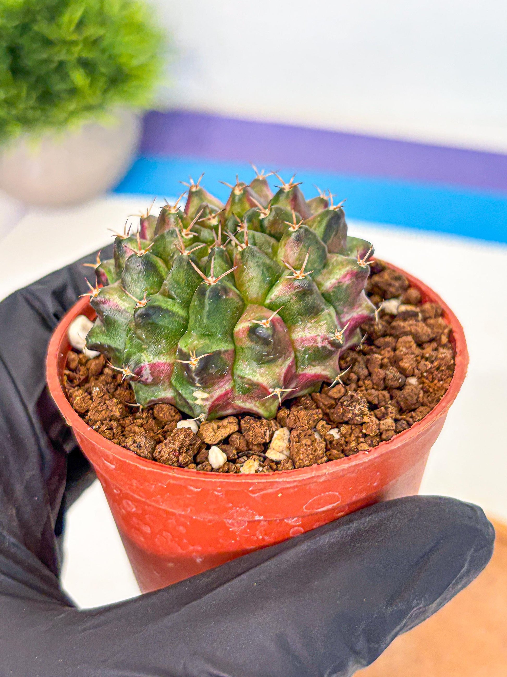 Gymnocalycium Neon (gy14) (p3) | Variegated cactus