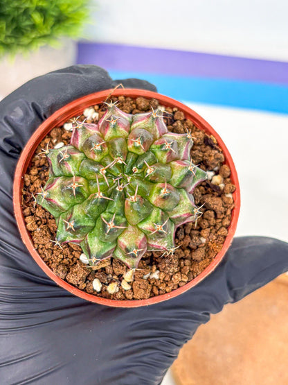 Gymnocalycium Neon (gy14) (p3) | Variegated cactus