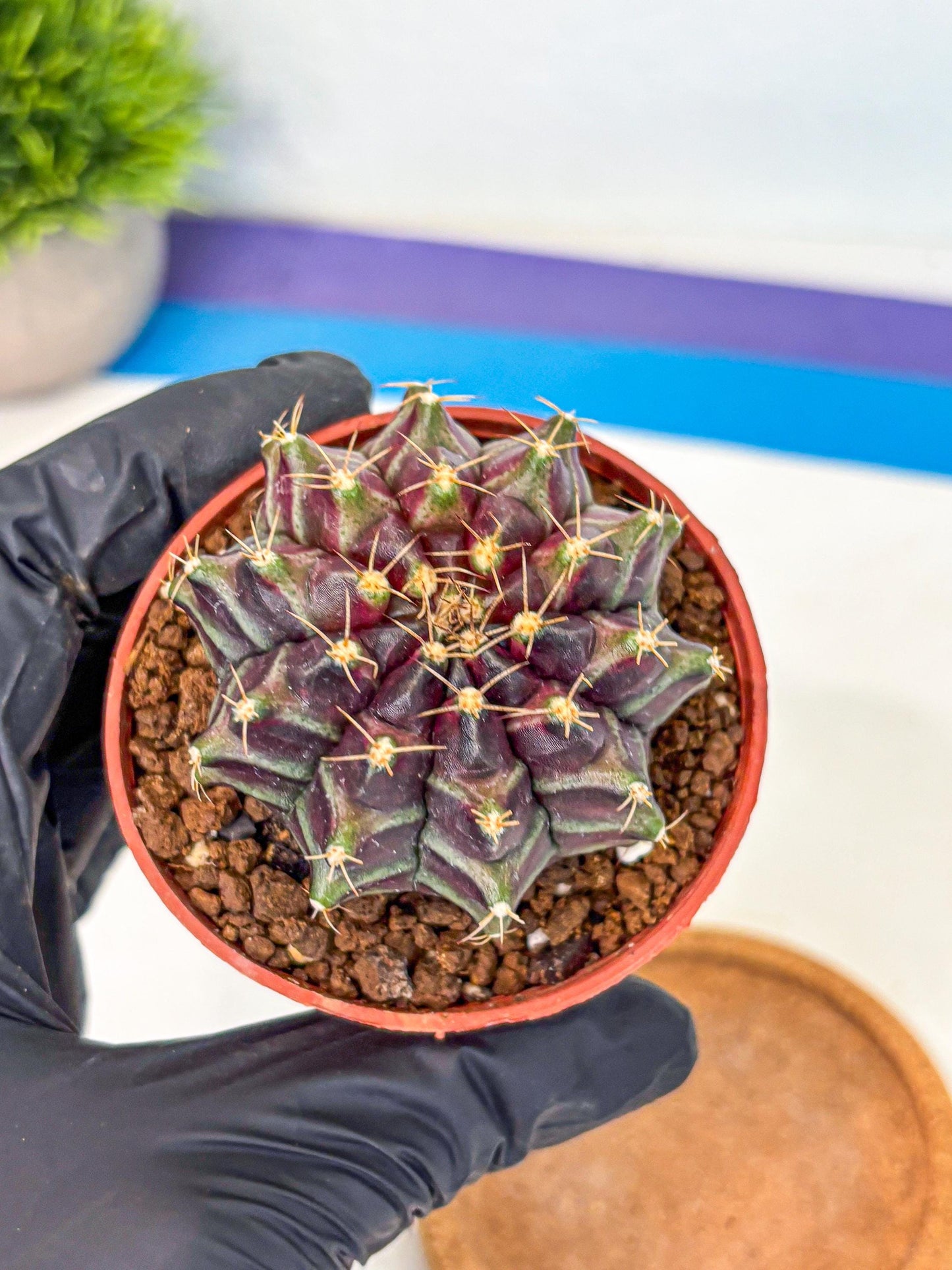Gymnocalycium Neon (gy14) (p5) | Variegated cactus