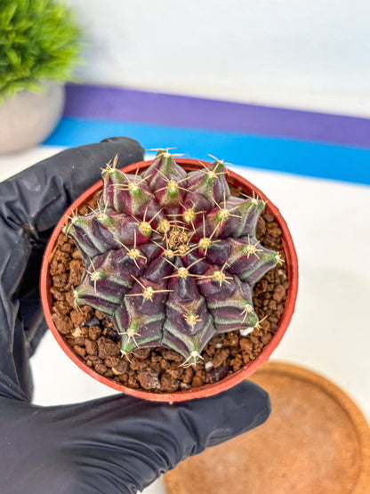 Gymnocalycium Neon (gy14) (p5) | Variegated cactus