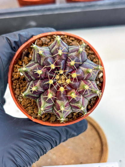 Gymnocalycium Neon (gy14) (p5) | Variegated cactus