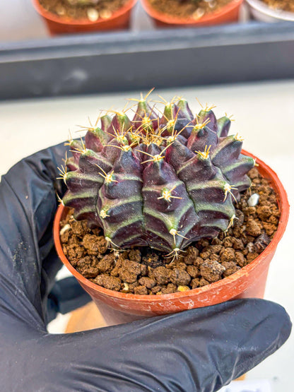 Gymnocalycium Neon (gy14) (p5) | Variegated cactus
