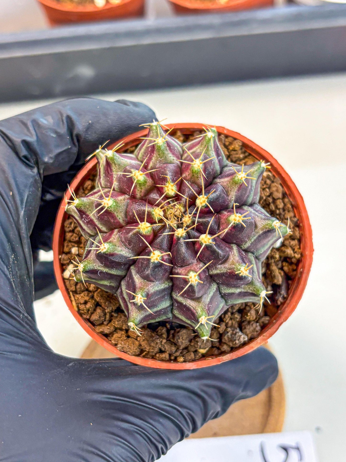 Gymnocalycium Neon (gy14) (p5) | Variegated cactus