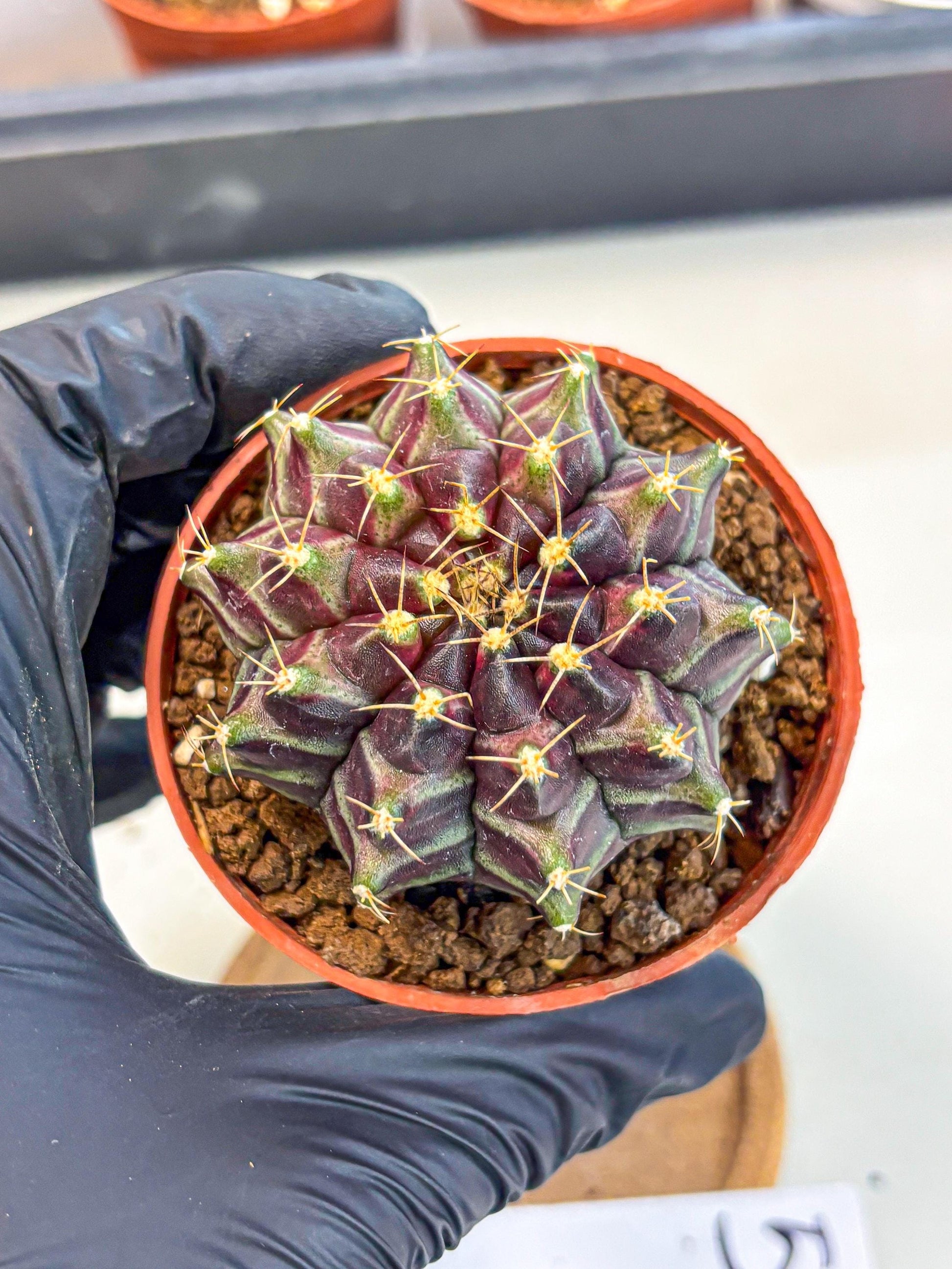 Gymnocalycium Neon (gy14) (p5) | Variegated cactus