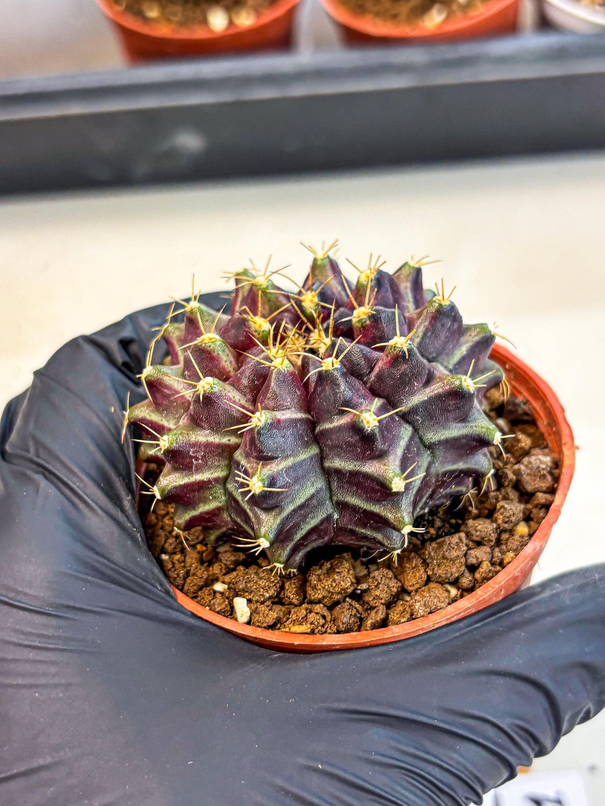 Gymnocalycium Neon (gy14) (p5) | Variegated cactus
