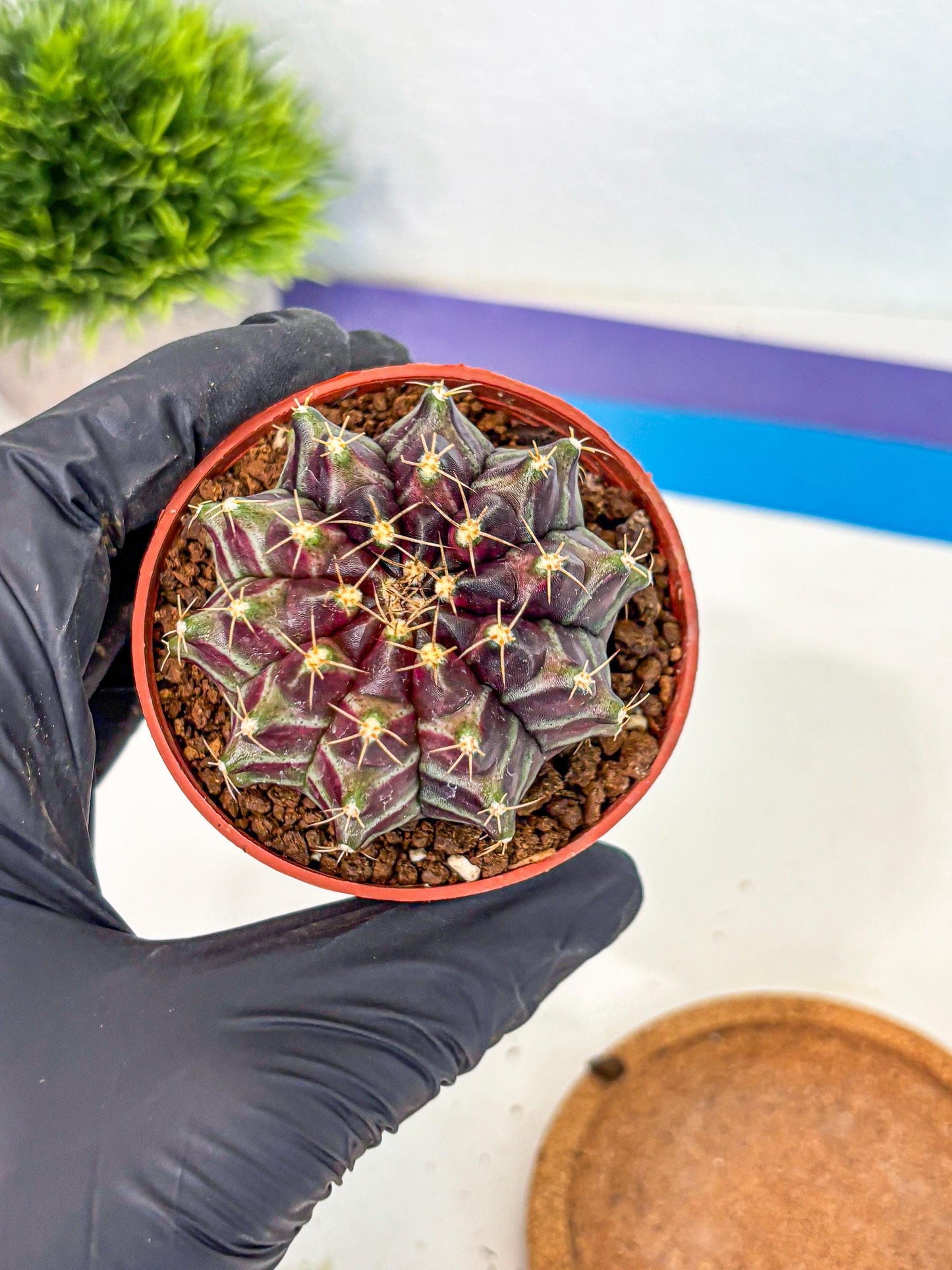 Gymnocalycium Neon (gy14) (p5) | Variegated cactus