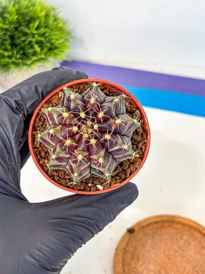 Gymnocalycium Neon (gy14) (p5) | Variegated cactus