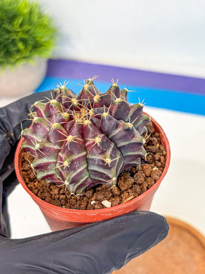 Gymnocalycium Neon (gy14) (p5) | Variegated cactus