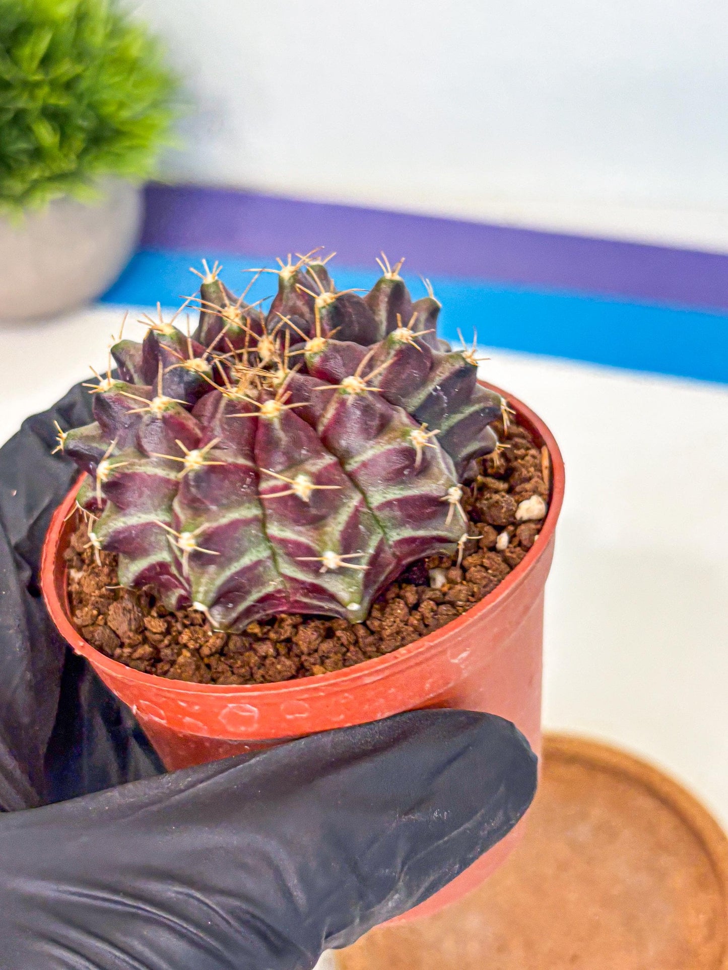 Gymnocalycium Neon (gy14) (p5) | Variegated cactus