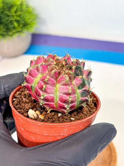 Gymnocalycium Neon (gy14) (p6) | Variegated cactus