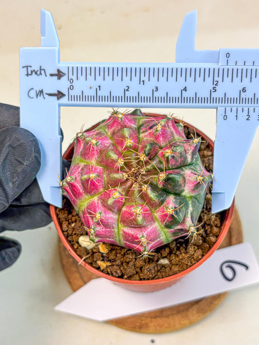Gymnocalycium Neon (gy14) (p6) | Variegated cactus