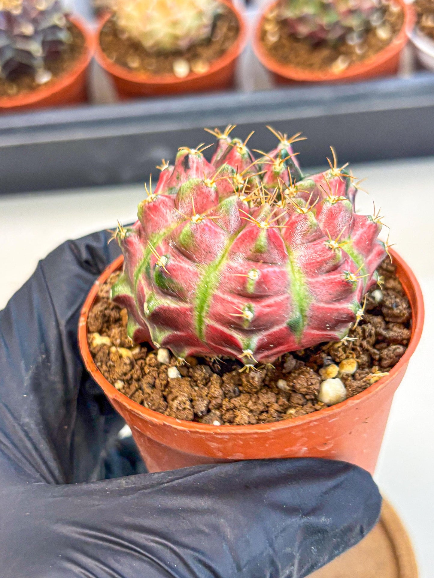 Gymnocalycium Neon (gy14) (p6) | Variegated cactus