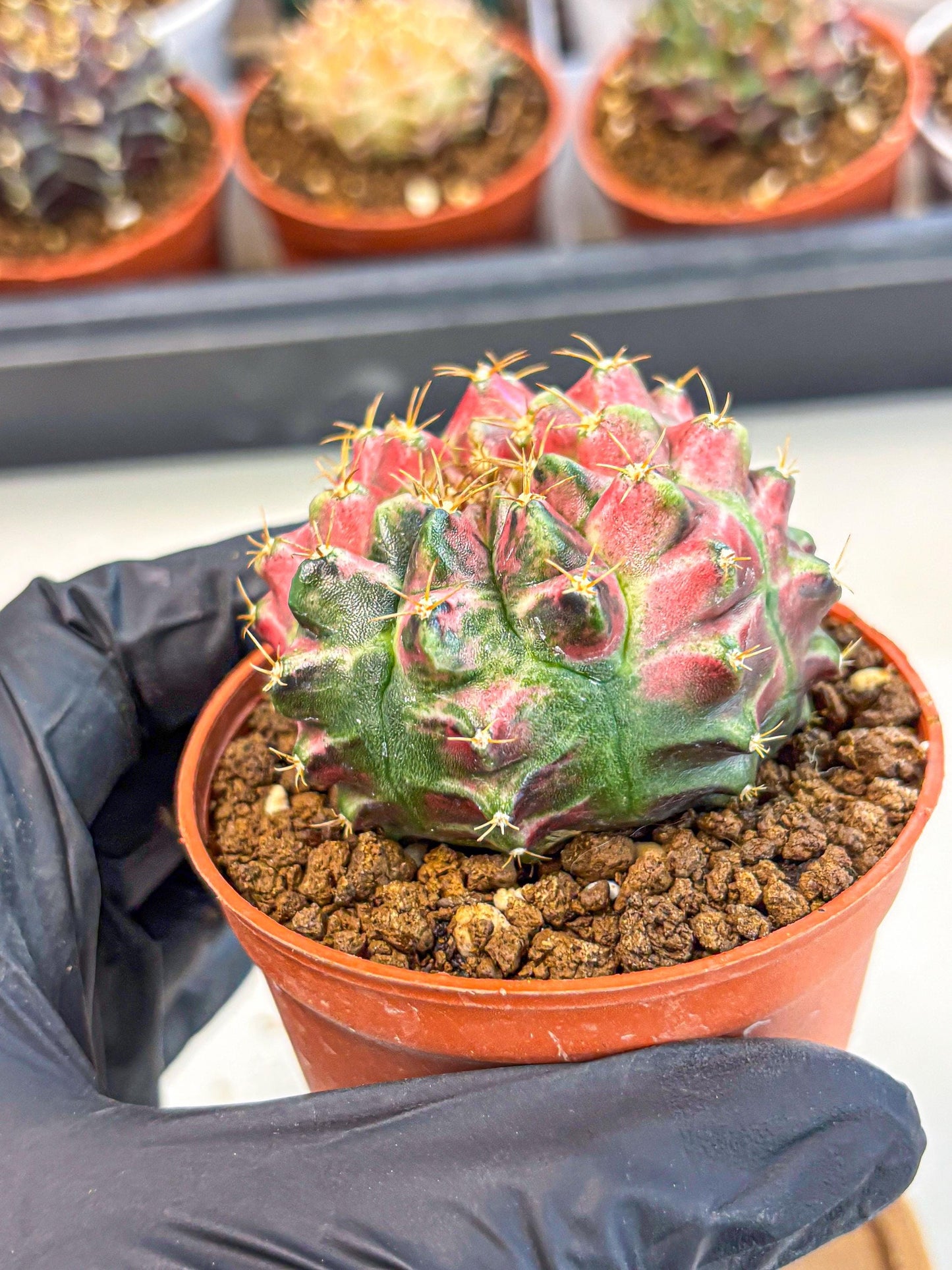 Gymnocalycium Neon (gy14) (p6) | Variegated cactus