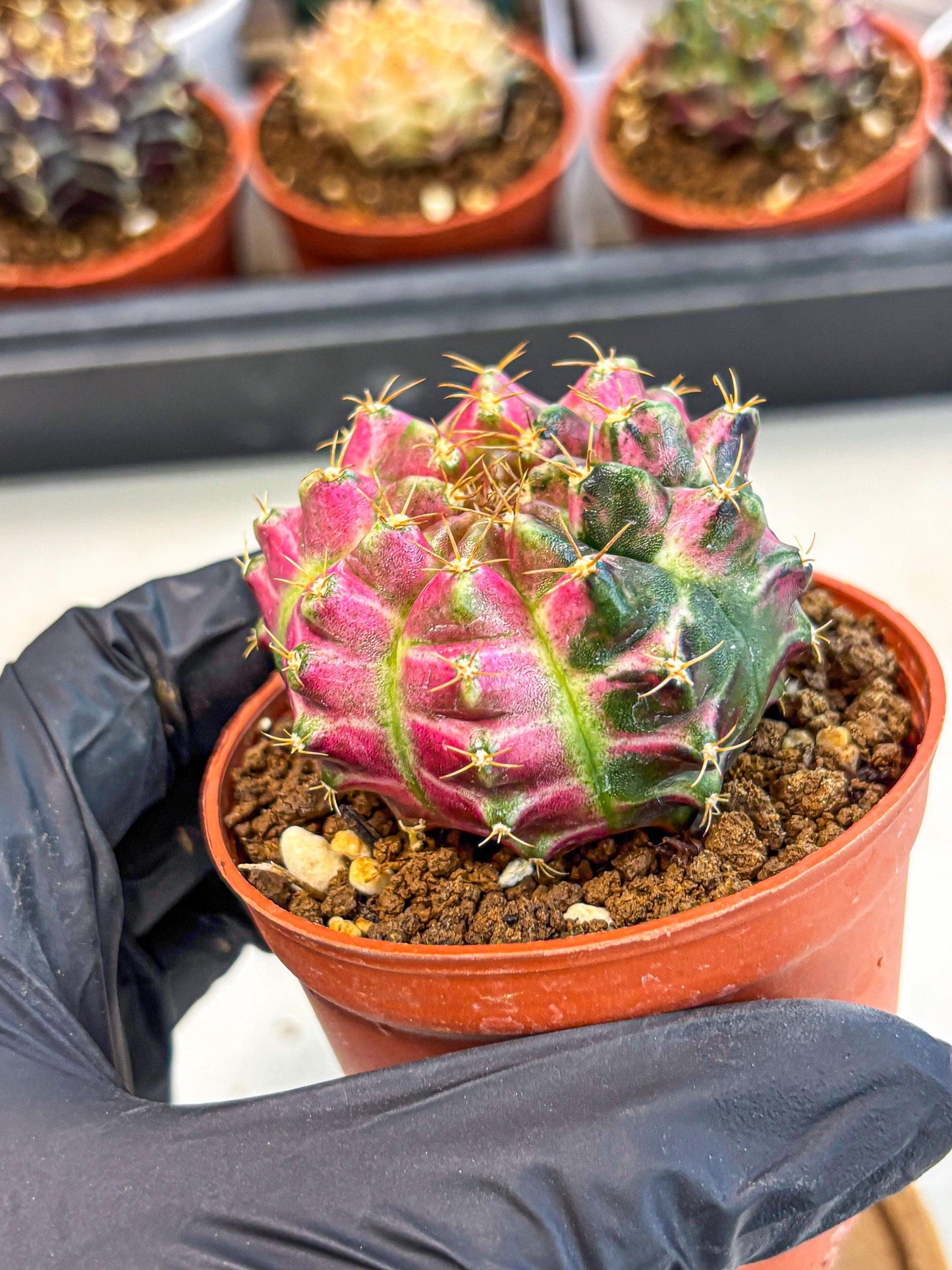 Gymnocalycium Neon (gy14) (p6) | Variegated cactus