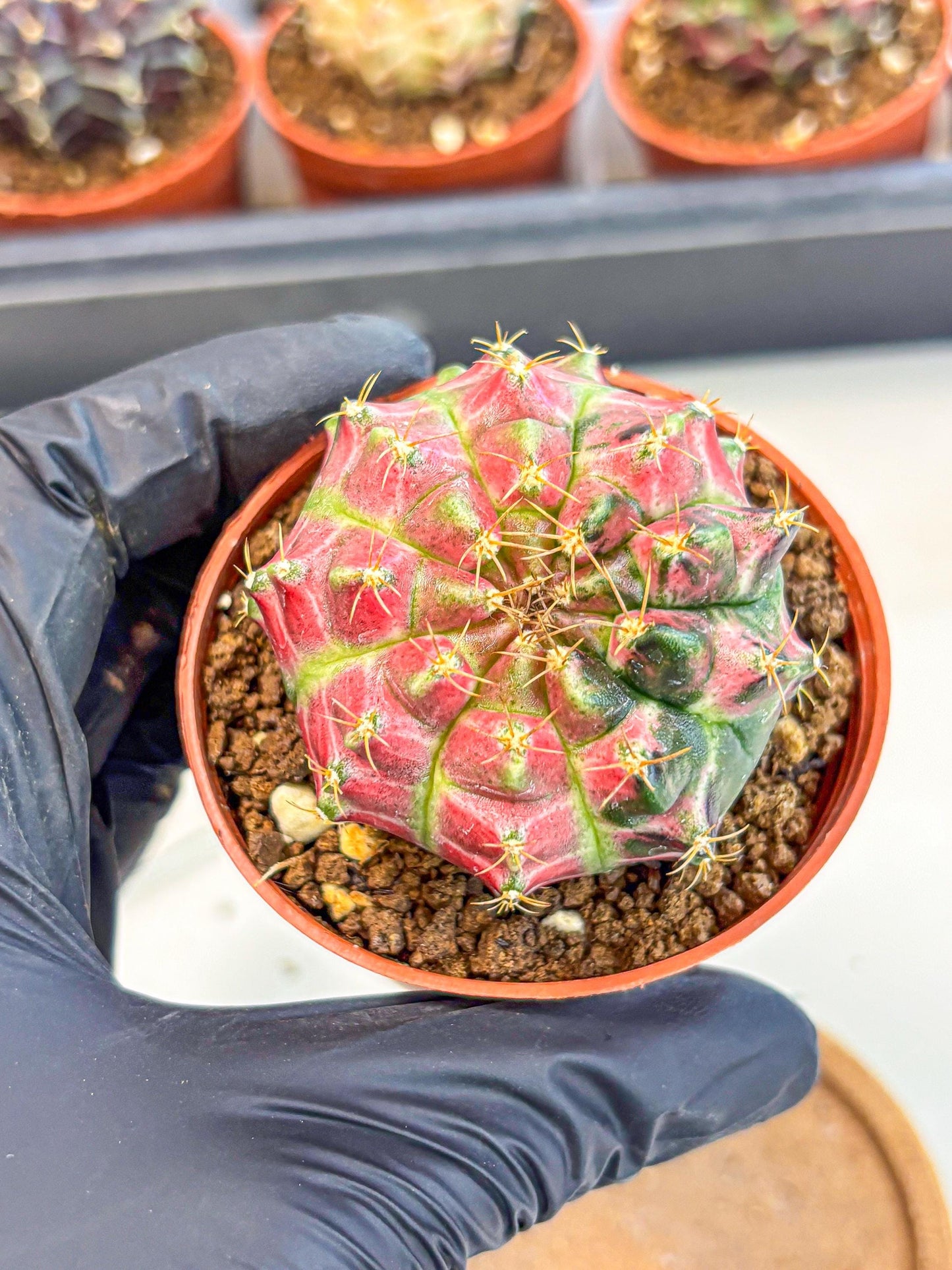 Gymnocalycium Neon (gy14) (p6) | Variegated cactus