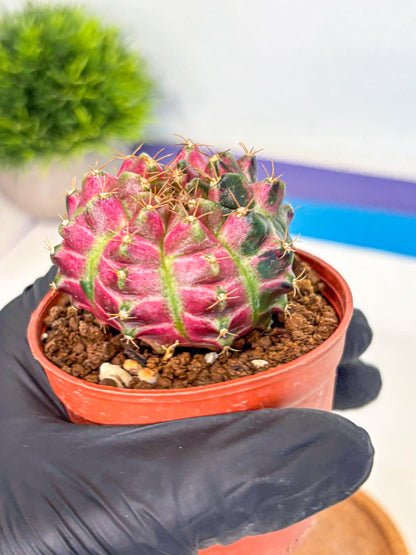 Gymnocalycium Neon (gy14) (p6) | Variegated cactus