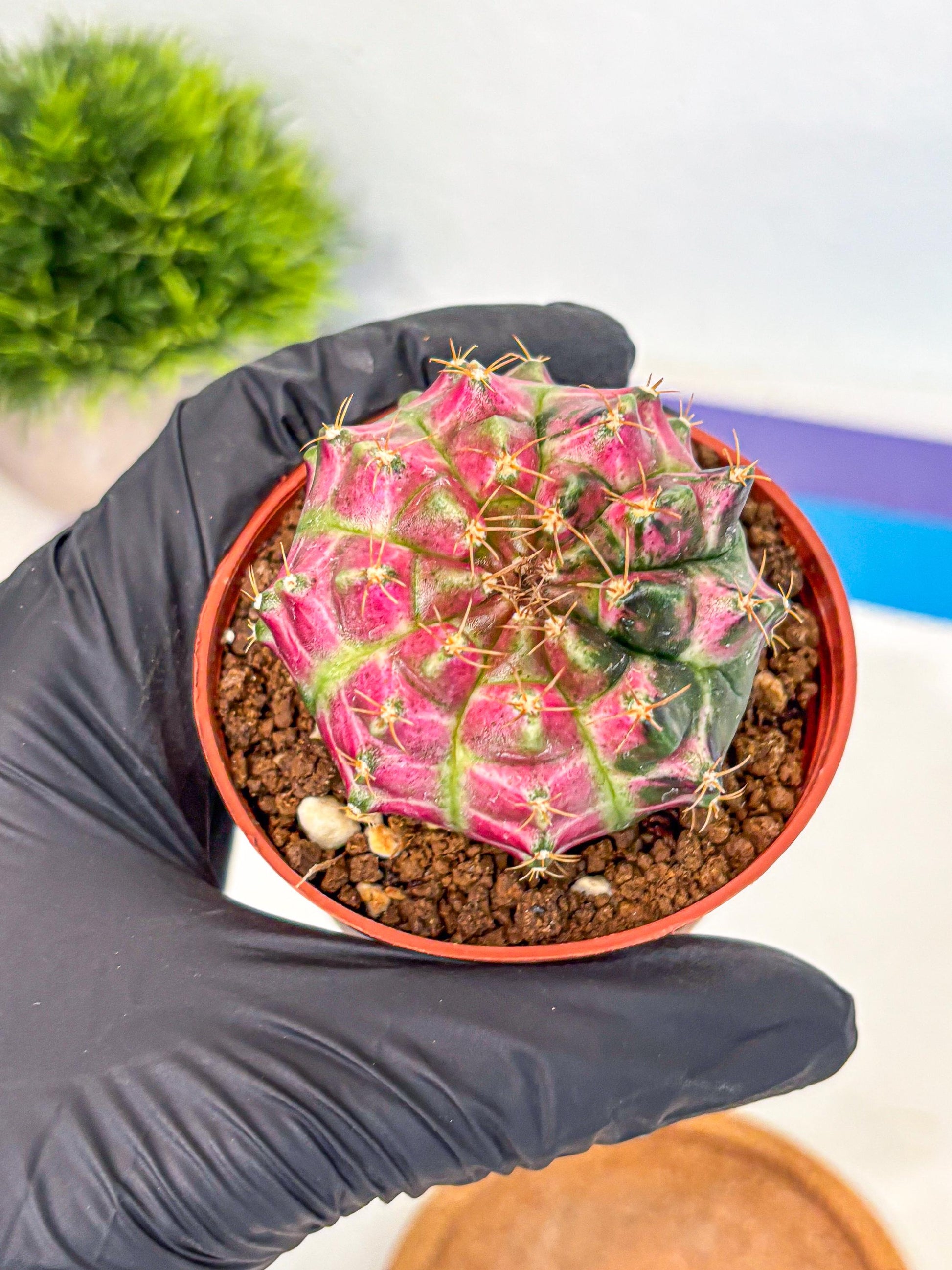 Gymnocalycium Neon (gy14) (p6) | Variegated cactus