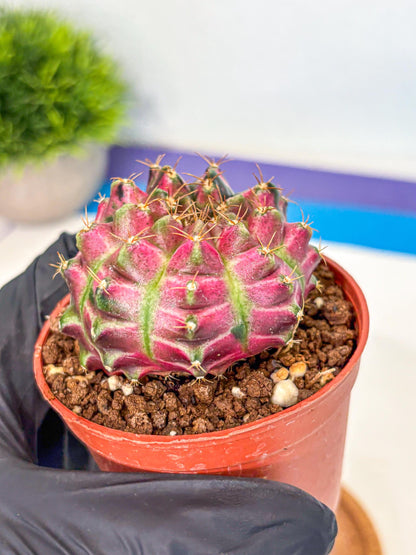 Gymnocalycium Neon (gy14) (p6) | Variegated cactus