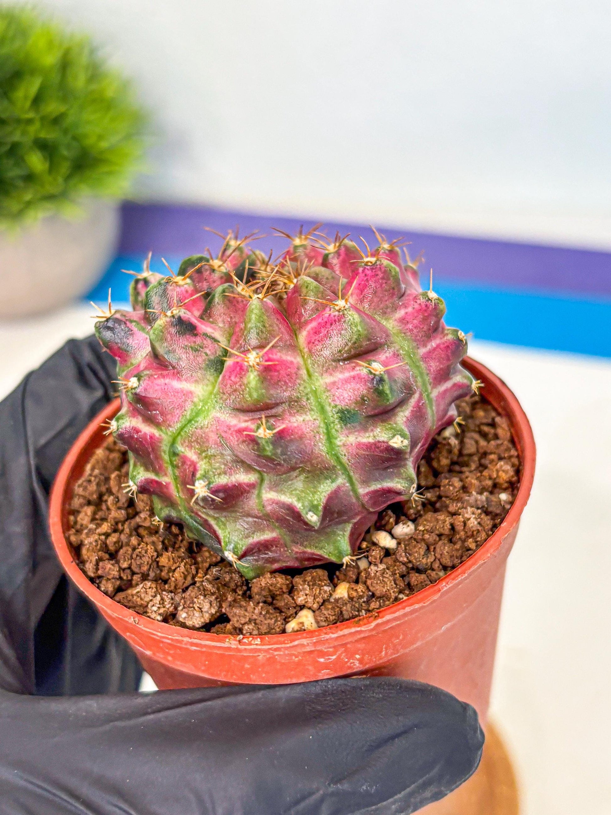 Gymnocalycium Neon (gy14) (p6) | Variegated cactus