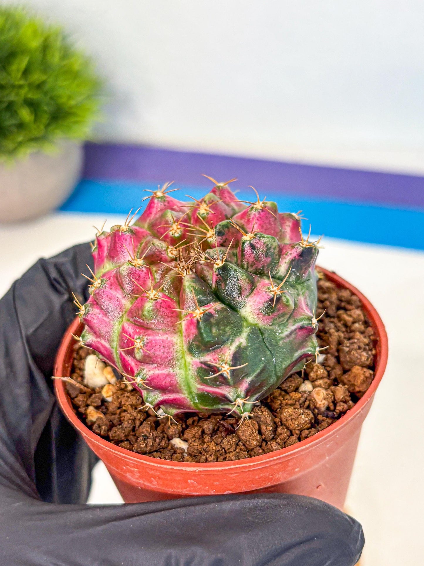 Gymnocalycium Neon (gy14) (p6) | Variegated cactus