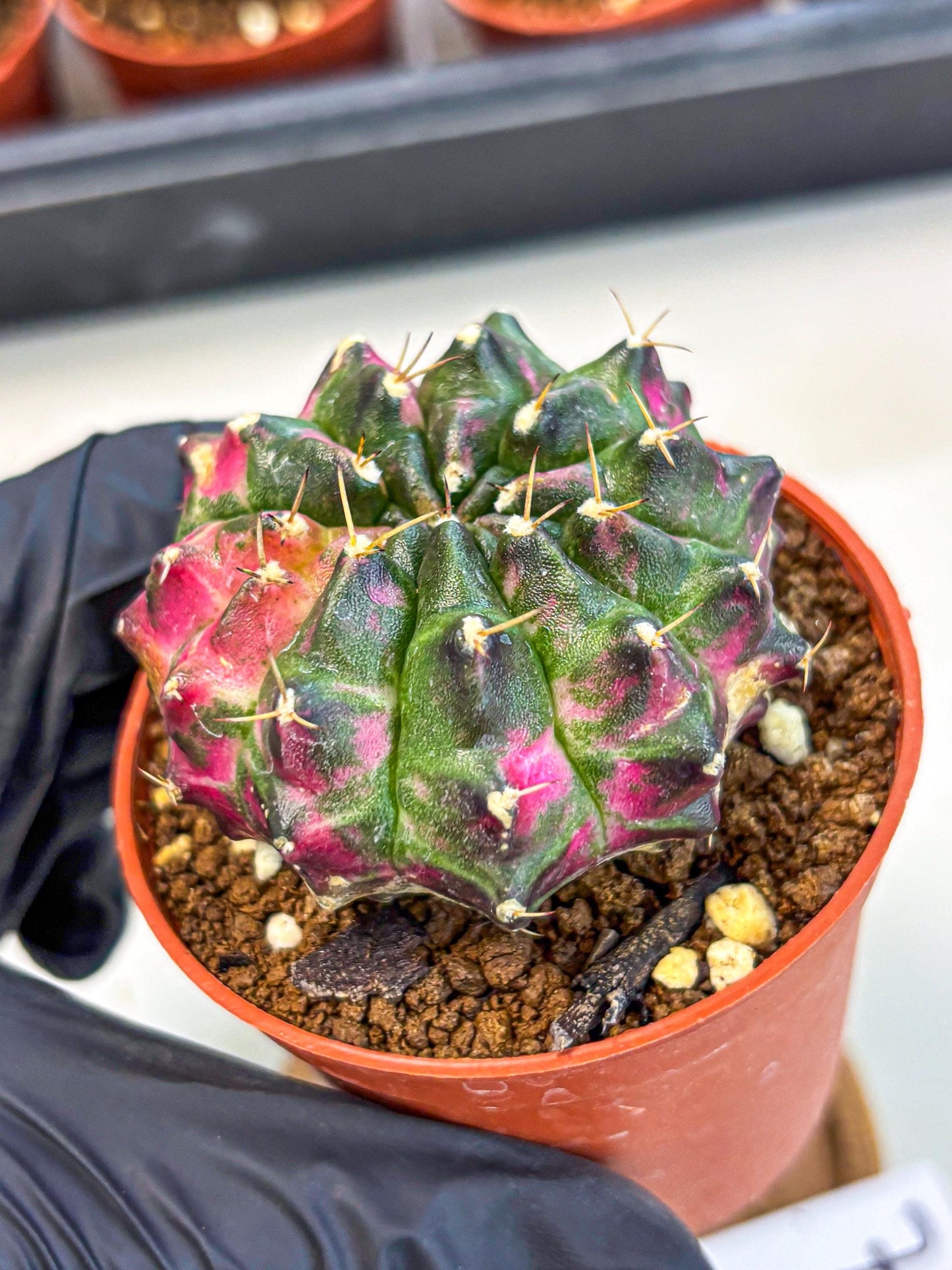 Gymnocalycium Neon (gy14) (p7) | Variegated cactus