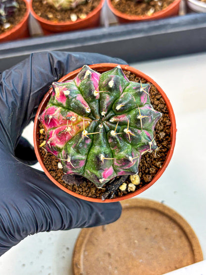 Gymnocalycium Neon (gy14) (p7) | Variegated cactus