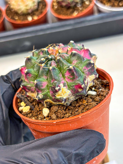 Gymnocalycium Neon (gy14) (p7) | Variegated cactus