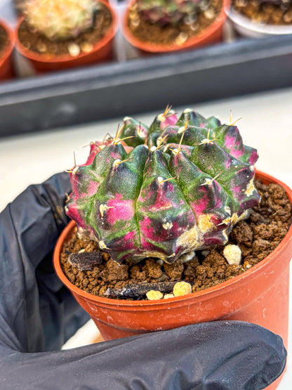 Gymnocalycium Neon (gy14) (p7) | Variegated cactus