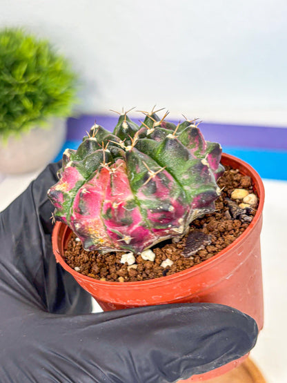 Gymnocalycium Neon (gy14) (p7) | Variegated cactus