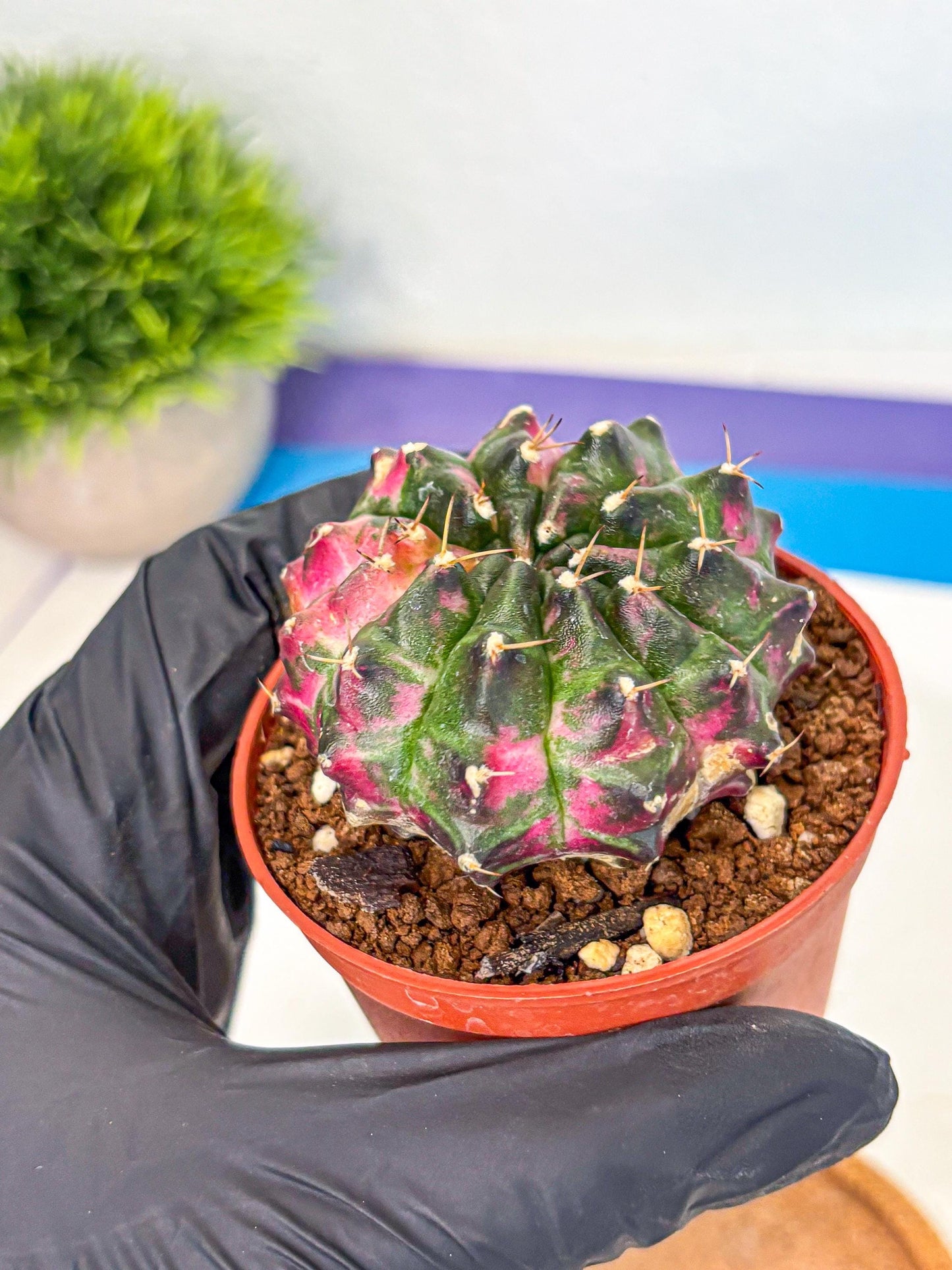 Gymnocalycium Neon (gy14) (p7) | Variegated cactus