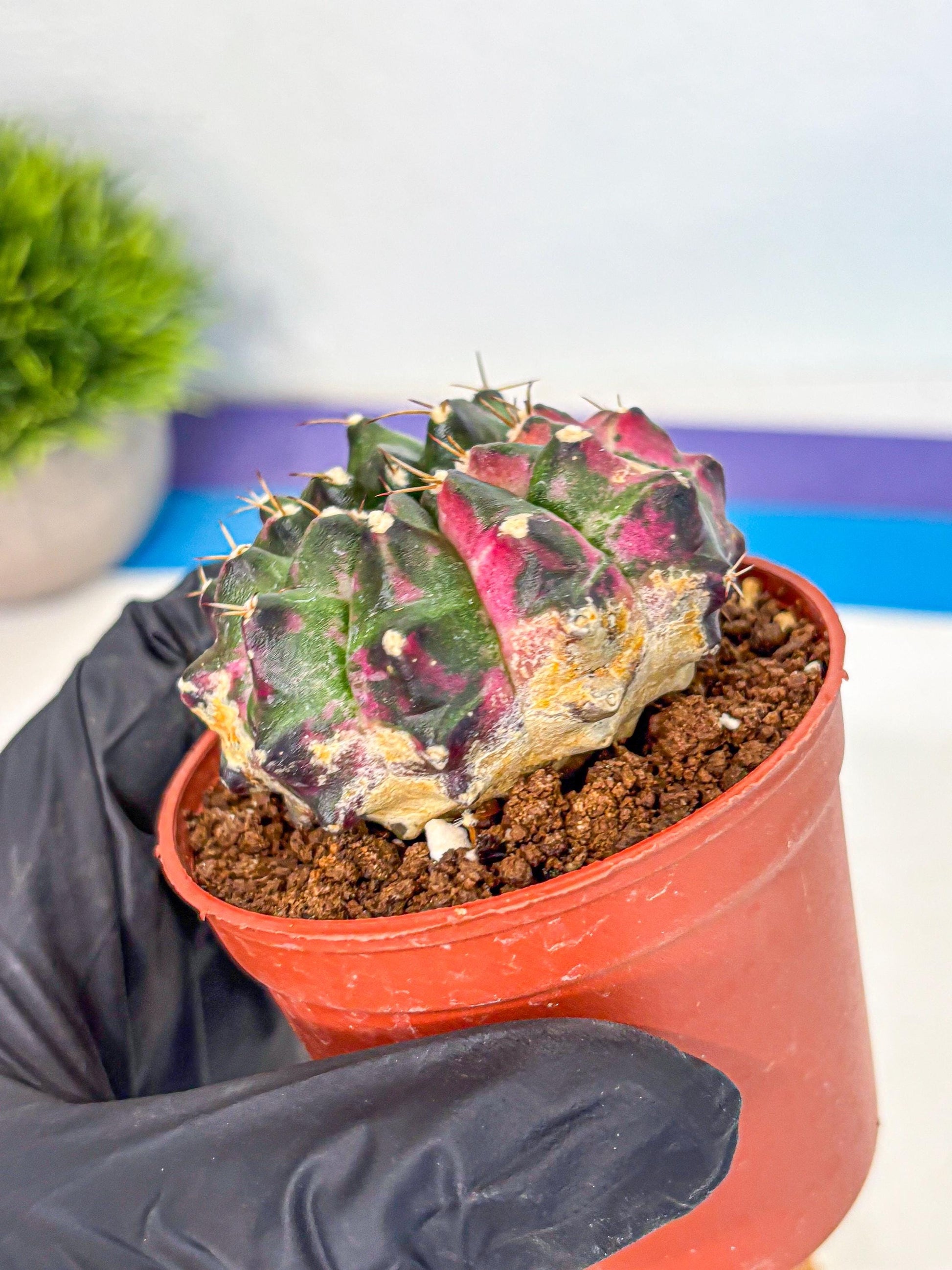 Gymnocalycium Neon (gy14) (p7) | Variegated cactus