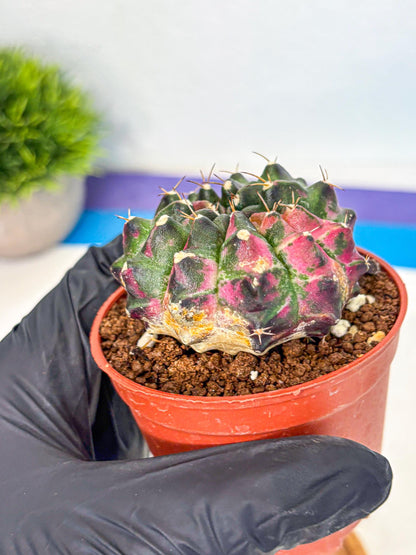 Gymnocalycium Neon (gy14) (p7) | Variegated cactus
