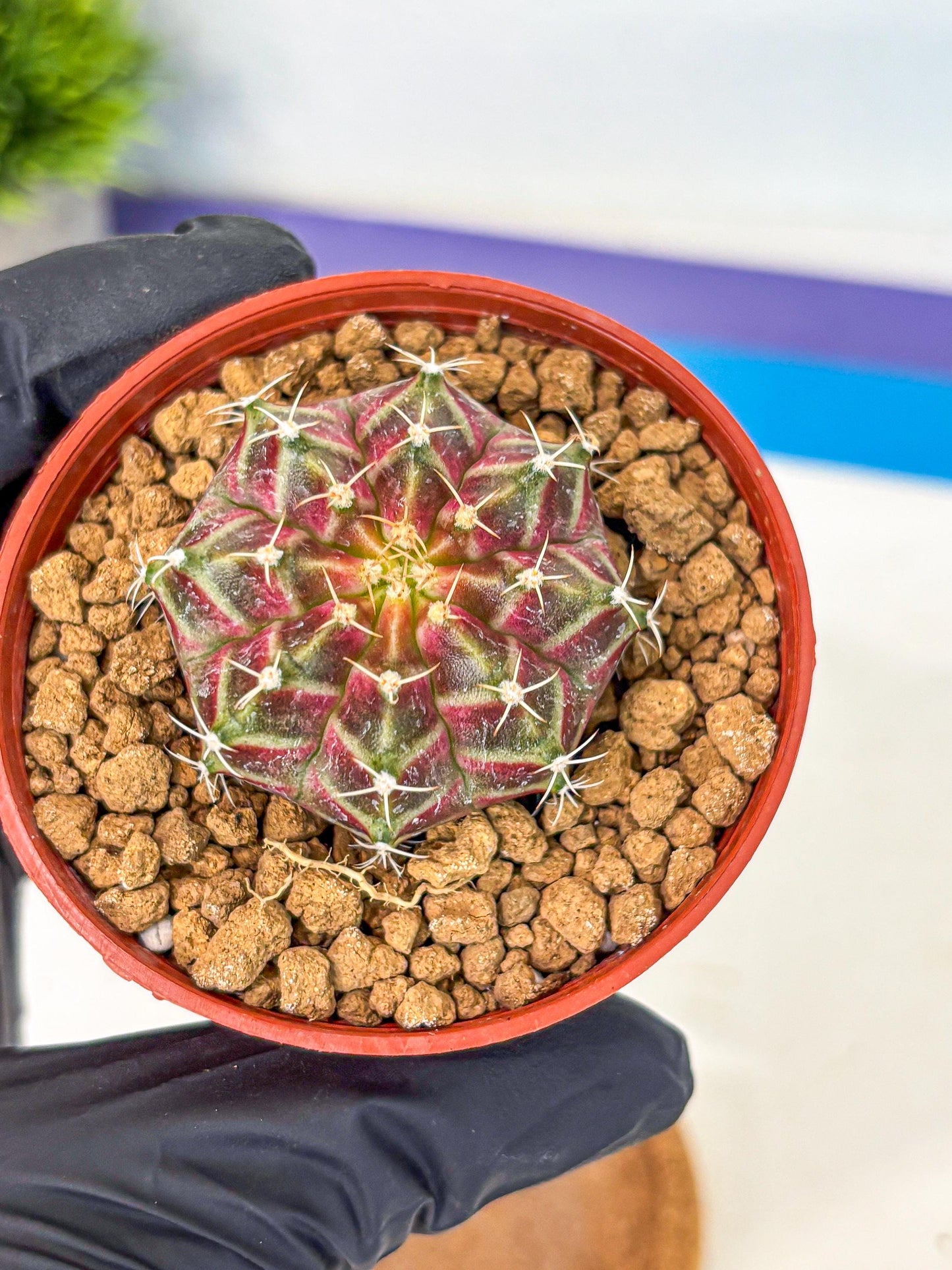 Gymnocalycium Neon (gy14) (pp) | Variegated cactus