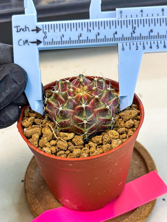 Gymnocalycium Neon (gy14) (pp) | Variegated cactus