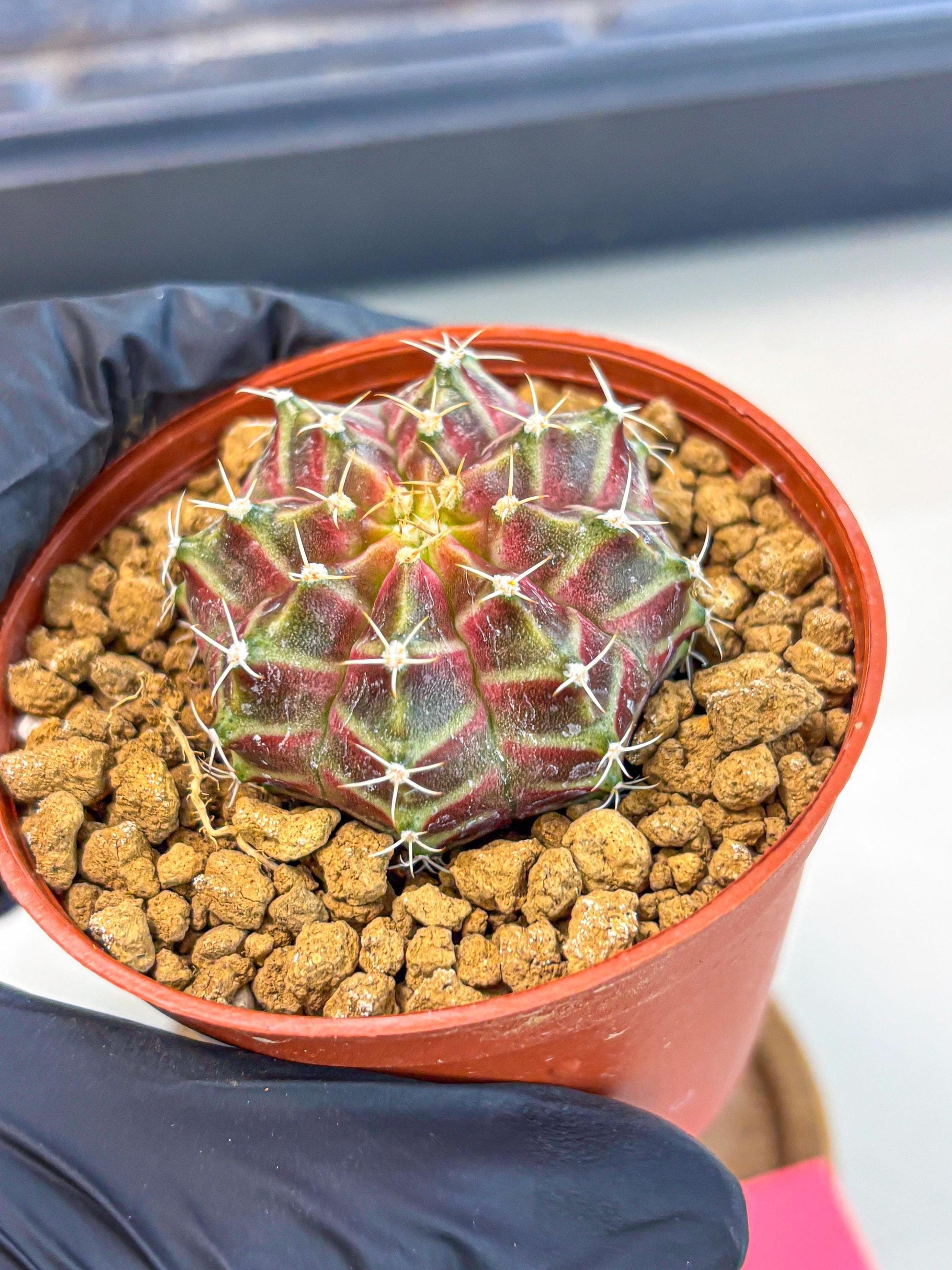 Gymnocalycium Neon (gy14) (pp) | Variegated cactus