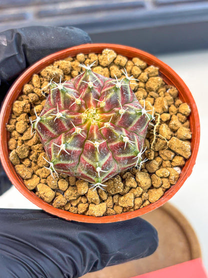 Gymnocalycium Neon (gy14) (pp) | Variegated cactus