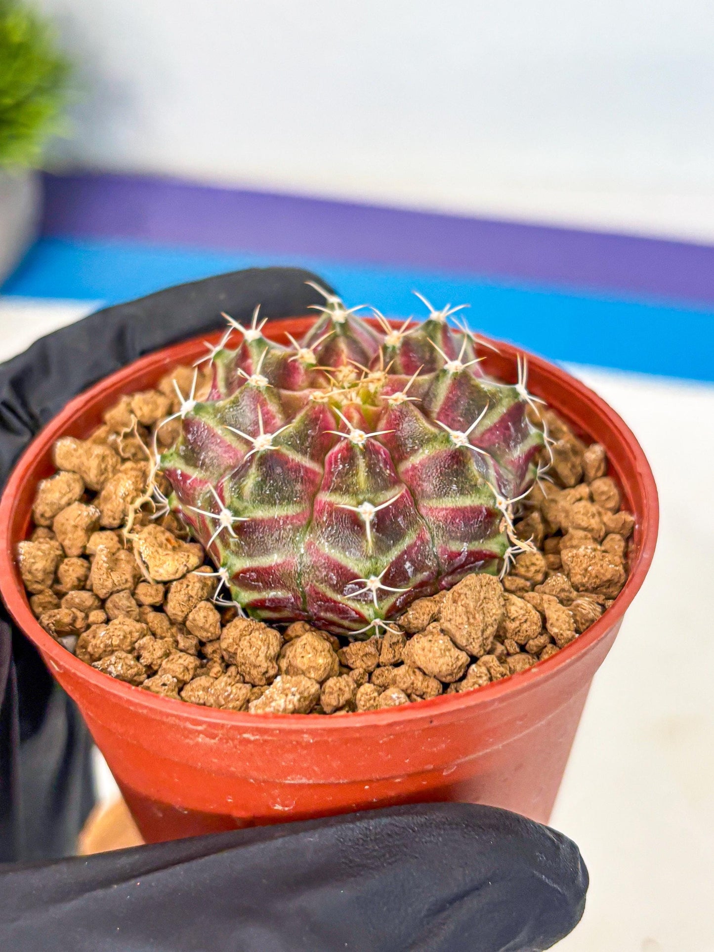 Gymnocalycium Neon (gy14) (pp) | Variegated cactus