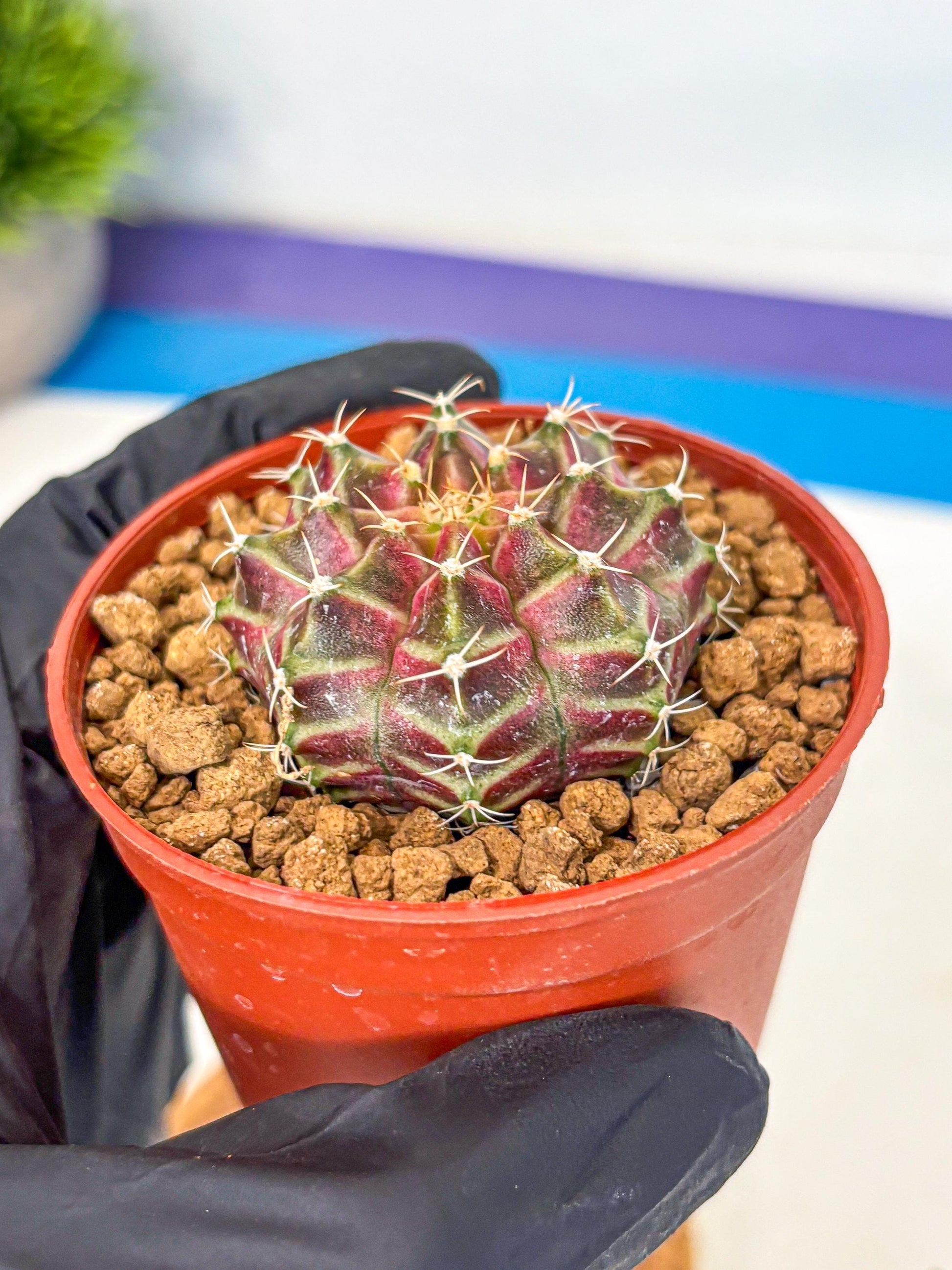 Gymnocalycium Neon (gy14) (pp) | Variegated cactus
