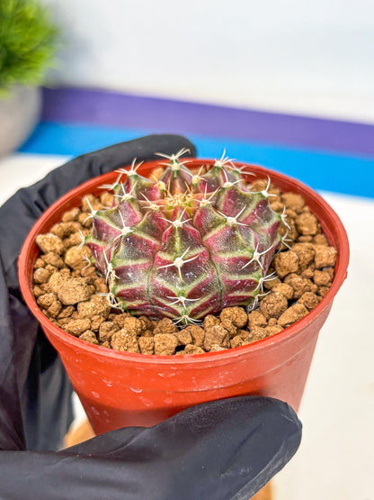 Gymnocalycium Neon (gy14) (pp) | Variegated cactus