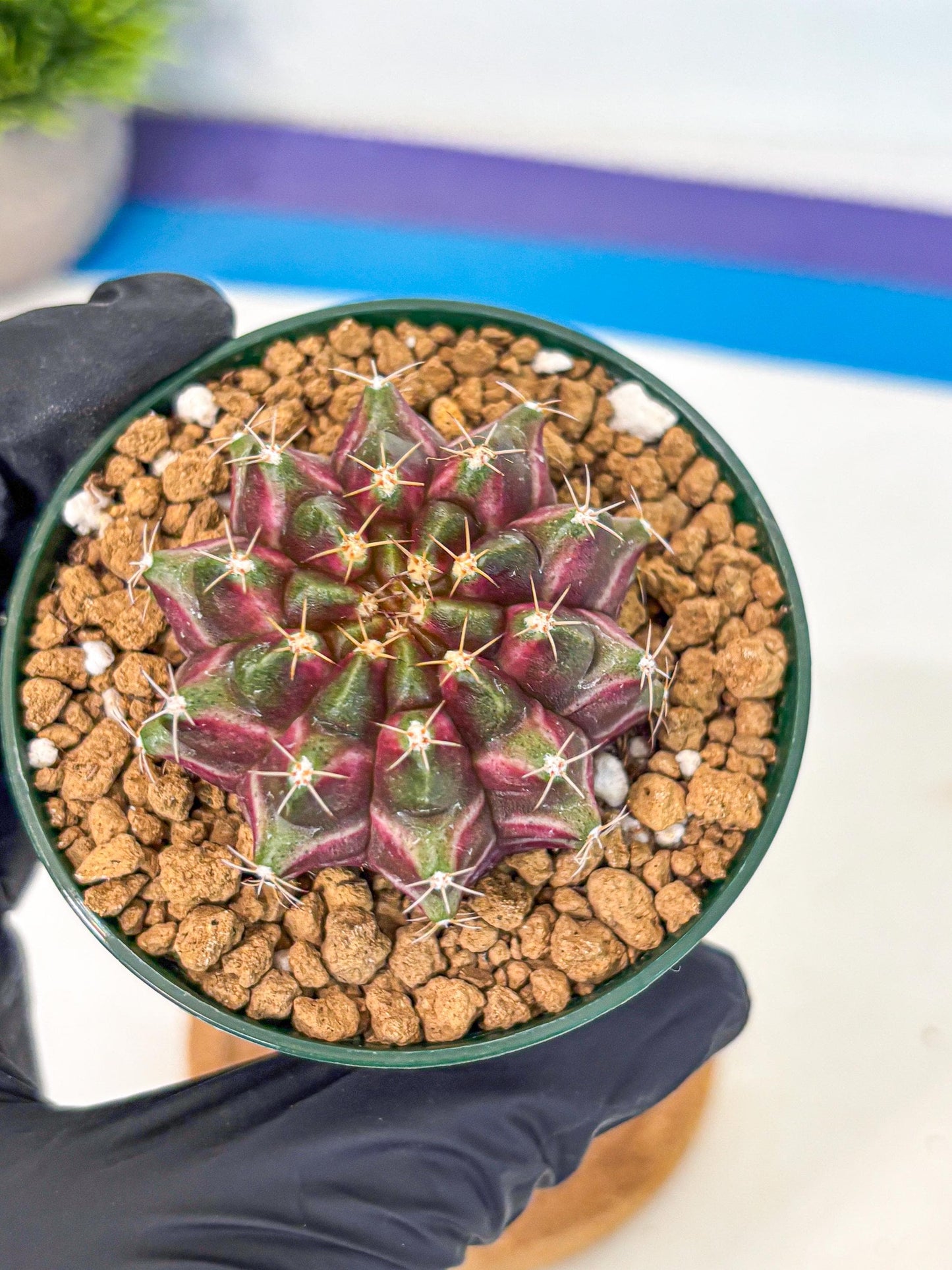Gymnocalycium Neon (gy14) (bb) | Variegated cactus