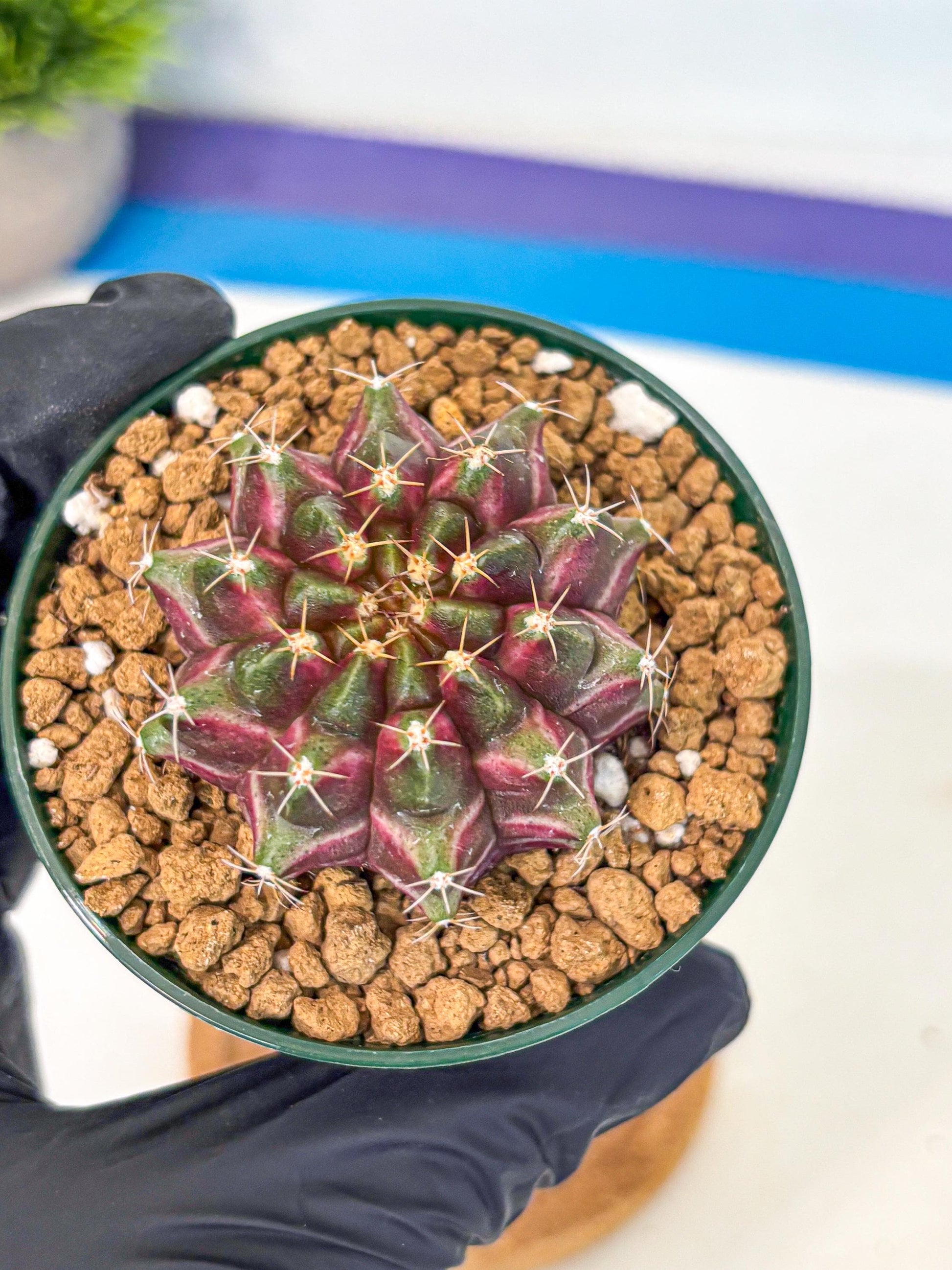 Gymnocalycium Neon (gy14) (bb) | Variegated cactus