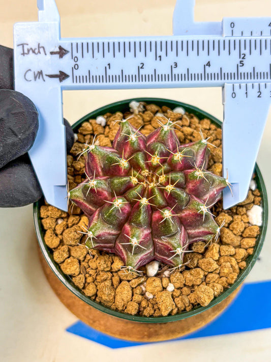 Gymnocalycium Neon (gy14) (bb) | Variegated cactus