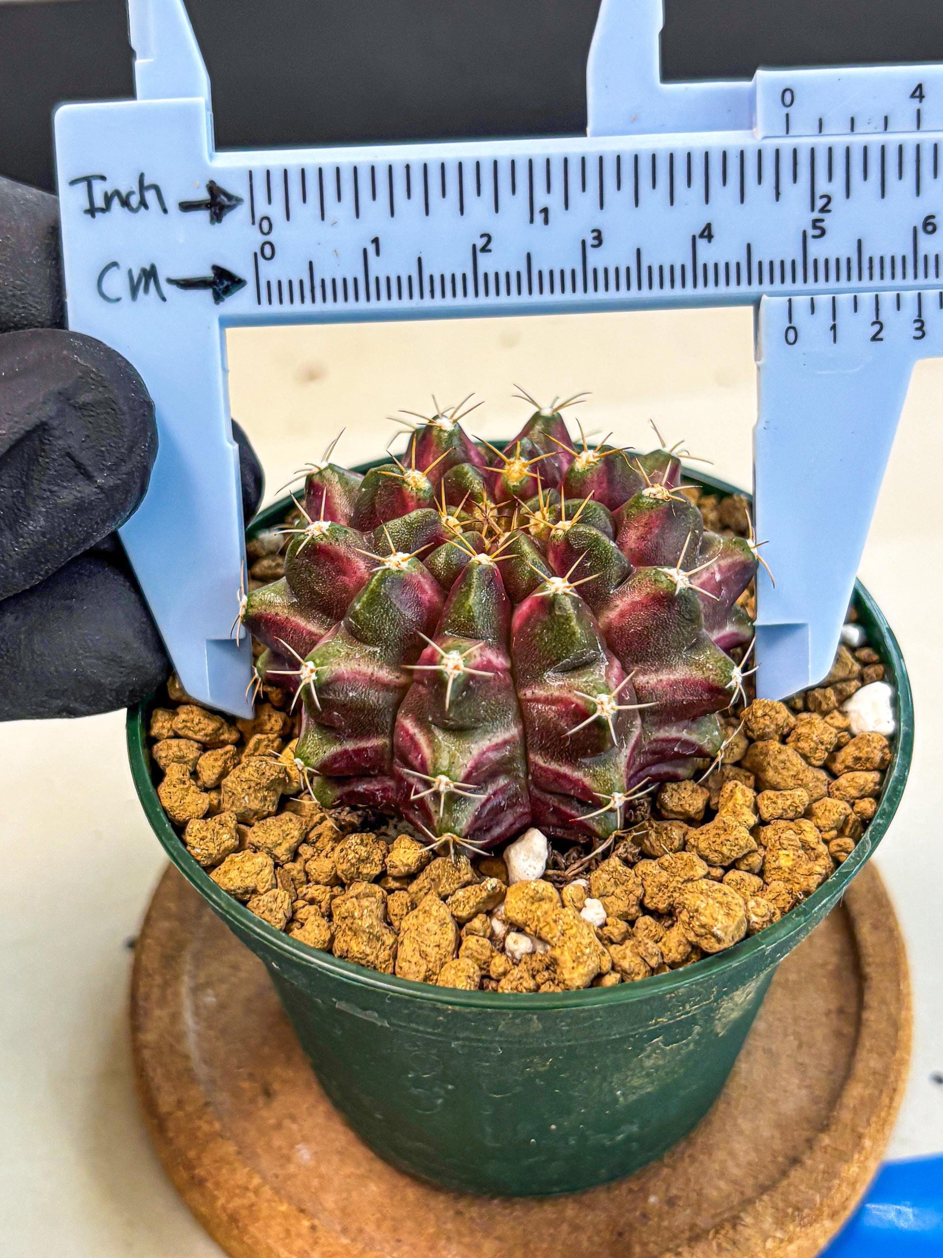 Gymnocalycium Neon (gy14) (bb) | Variegated cactus