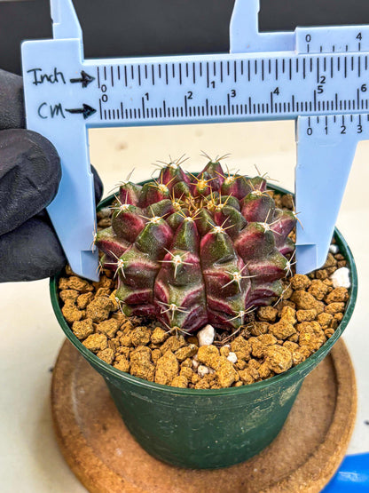 Gymnocalycium Neon (gy14) (bb) | Variegated cactus