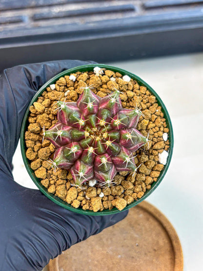 Gymnocalycium Neon (gy14) (bb) | Variegated cactus